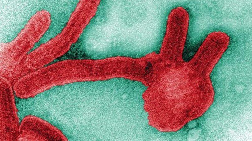 virus marburg mematikan di seluruh dunia corona