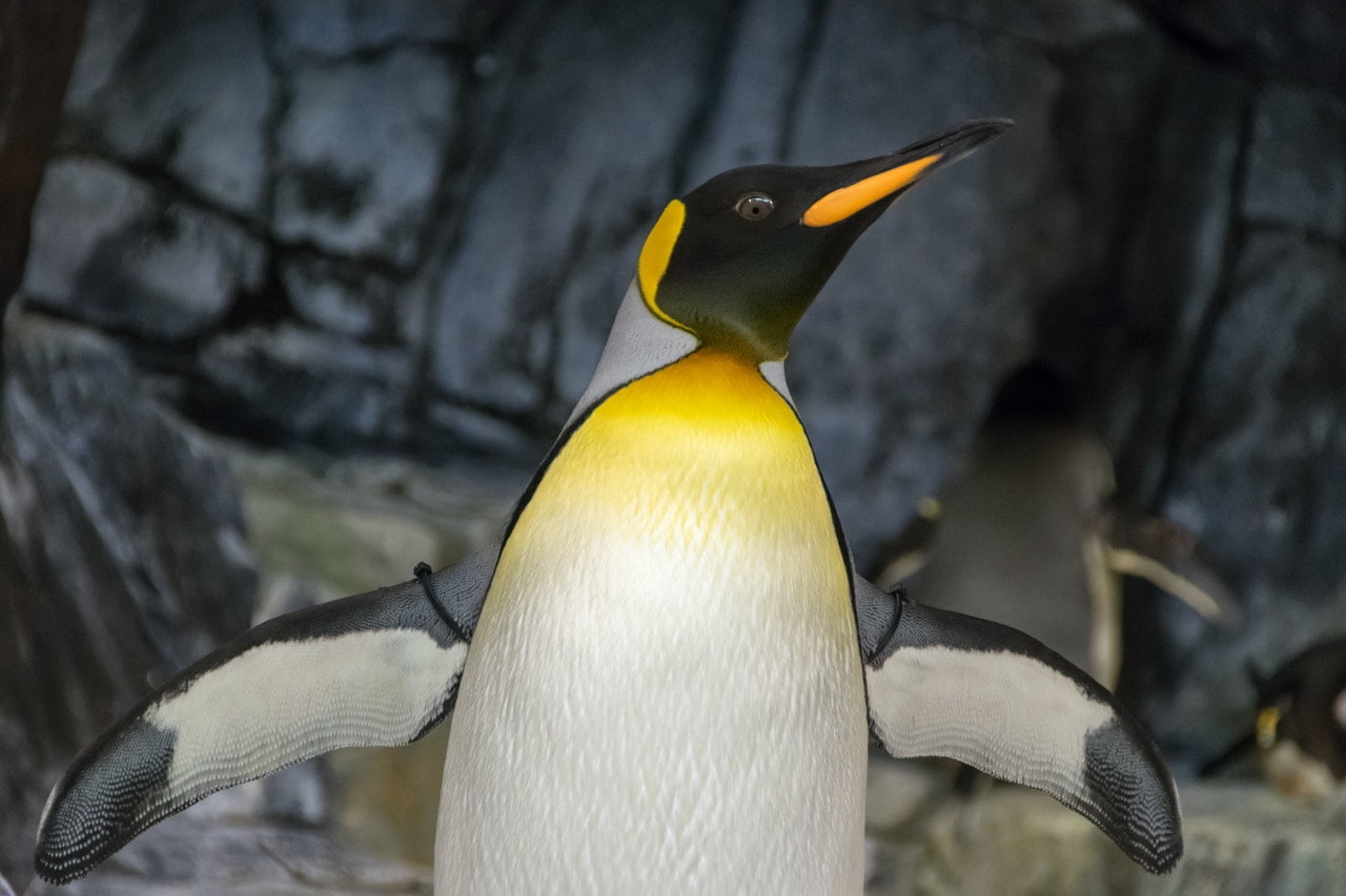 penguin raksasa emperor biologi