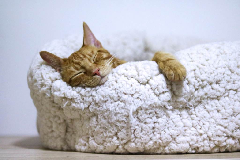 cara mengobati insomnia kucing tidur