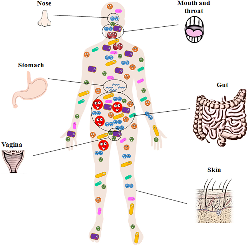 bakteri pada tubuh manusia