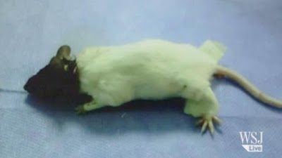 operasi kepala transplantasi kepala tikus riset penelitian