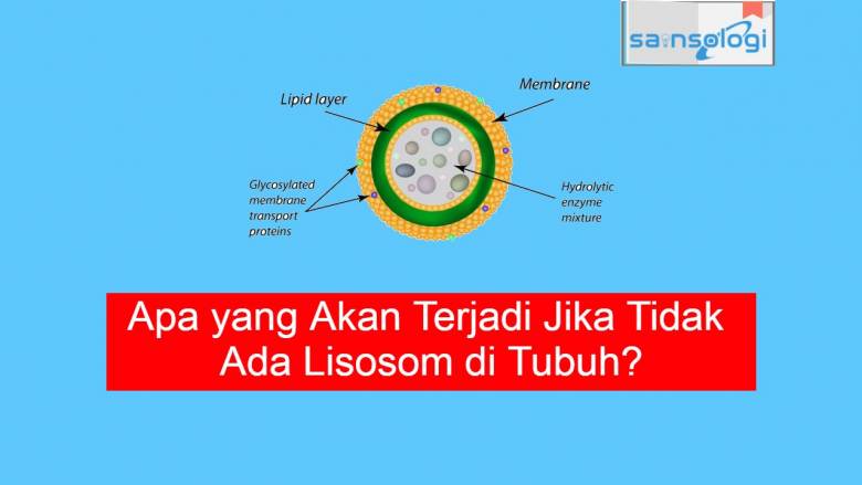 Apa yang Akan Terjadi Jika Tidak Ada Lisosom di Tubuh ? – Sainsologi