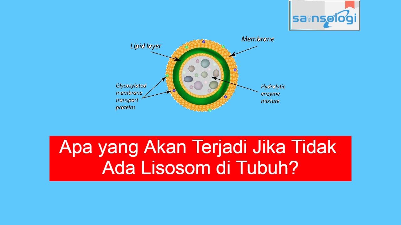 Apa yang Akan Terjadi Jika Tidak Ada Lisosom di Tubuh