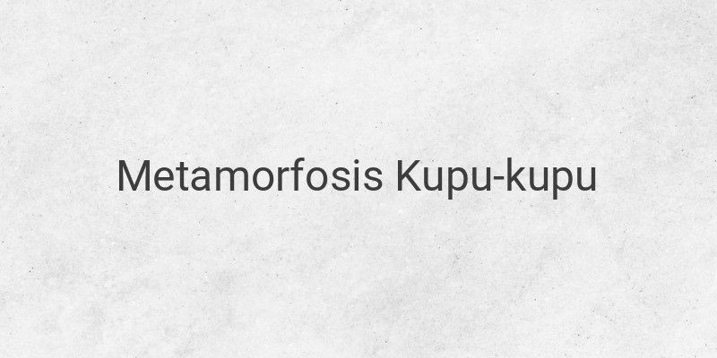 Proses Metamorfosis pada Kupu-kupu